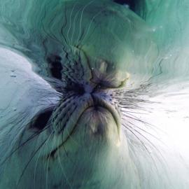 Regina Eisert - Gateway Antarctica