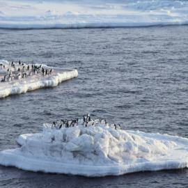 Adelie Penguins on ice edge