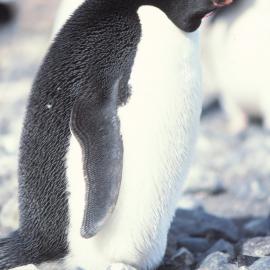 Adelie Penguin