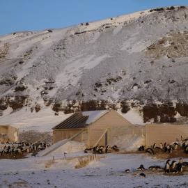Borschgrevink's Hut at Cape Adare amongst the Adleie Penguin Colony 