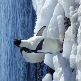 Adelie Penguins