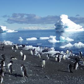 Adelie Penguins