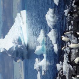 Adelie Penguins