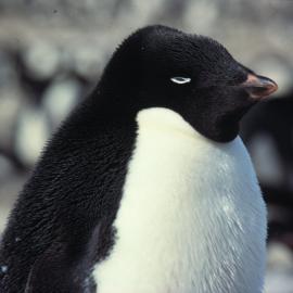 Adelie Penguin