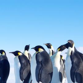 08 Emperors up close