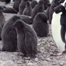 Adelie Penguin Chicks