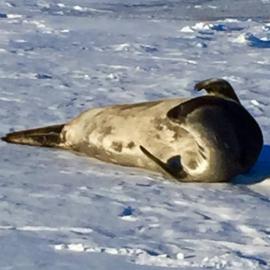 A seal stratching as it sheds its skin.