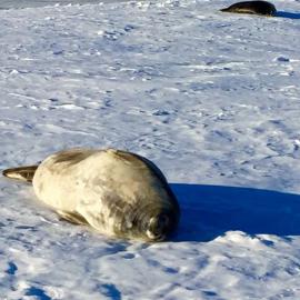 Seals in the Pressure Ridges