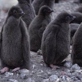 Adelie Penguin Chicks