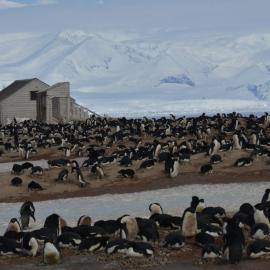 Borchgrevink's Hut & Heff 