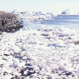Adelie Penguins at sea edge