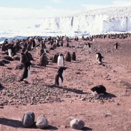 Adelie Penguins in Northern Rookery