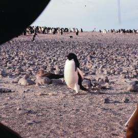 Adelie Penguin passing tent