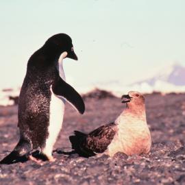Adelie Penguin and South Polar Skua