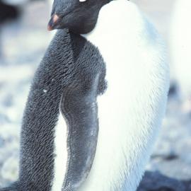 Adelie Penguin