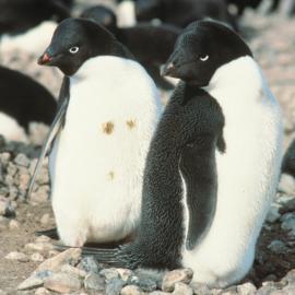 Adelie Penguins