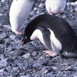 Adelie Penguin picking up stones