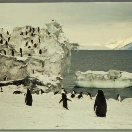Adelie Penguins 