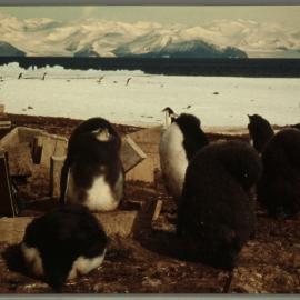 Adelie Penguins 