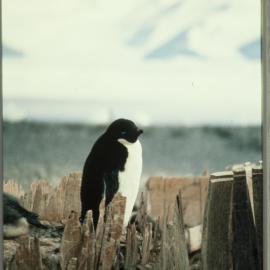 Adelie Penguin 
