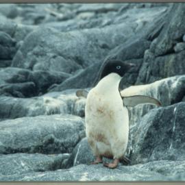 Adelie Penguin