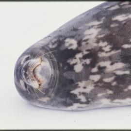 Turtle Rock near Hut Point Peninsula. Weddell Seal