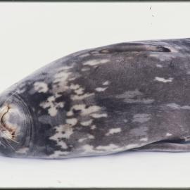 Turtle Rock near Hut Point Peninsula. Weddell Seal