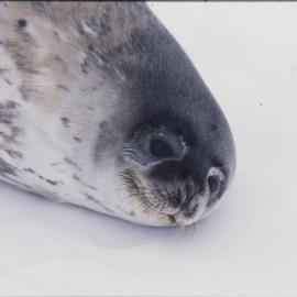 Turtle Rock near Hut Point Peninsula. Weddell Seal