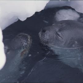 Turtle Rock near Hut Point Peninsula. Weddell Seal in breathing hole. 