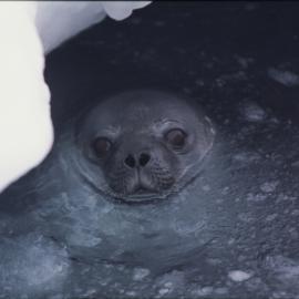Turtle Rock near Hut Point Peninsula. Weddell Seal in breathing hole. 