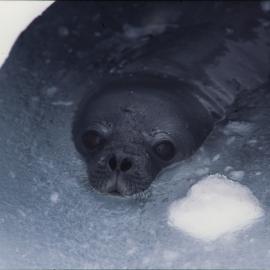 Turtle Rock near Hut Point Peninsula. Weddell Seal in breathing hole. 