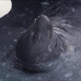Turtle Rock near Hut Point Peninsula. Weddell Seal in breathing hole. 