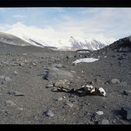 Seal carcass. Dry Valleys.