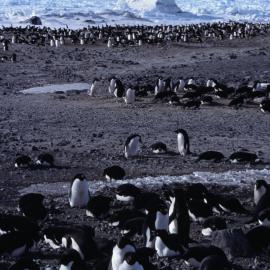 Adelie Penguins