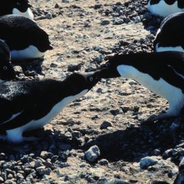 Adelie Penguins fighting