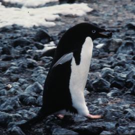 Adelie Penguin 'on a mission'
