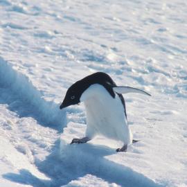 Adelie Penguin in snow