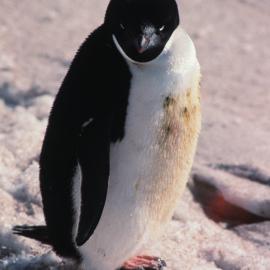 Adelie penguin
