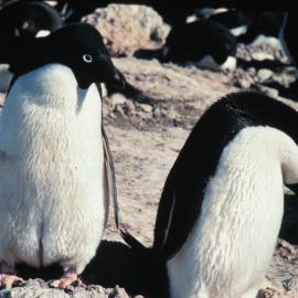 Adelie Penguin pair