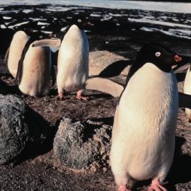 Adelie Penguins at Cape Royds