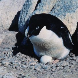 Adelie Penguin with egg