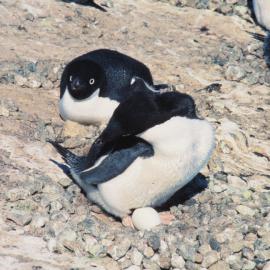 Adelie Penguin with eggs