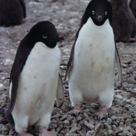Adelie Penguins in rookery