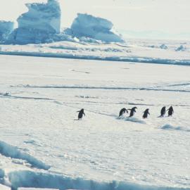 Adelie penguins heading to sea