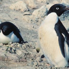 Adelie Penguin and nesting mate