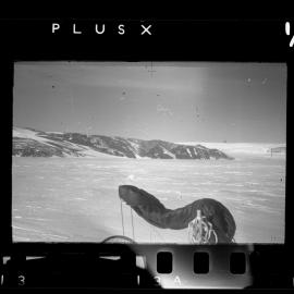 Survey Negatives - TAE - Book #1