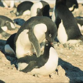 Adelie Penguins mating