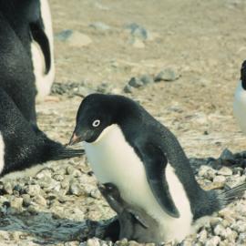 Adelie Penguin and two day old chick