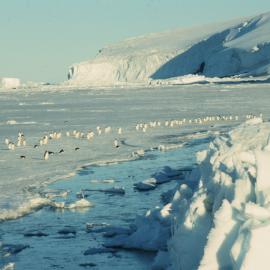 Adelie penguins at Cape Bird
