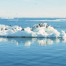 Adelie Penguins on ice floe